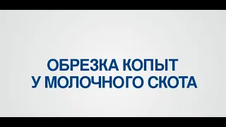 Руководство по обрезке копыт у молочного скота