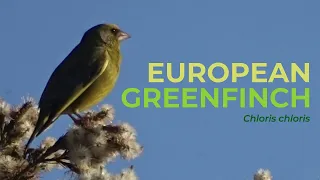 European Greenfinch (Chloris chloris) | Dandenong Valley Wetland, Victoria (AUSTRALIA)