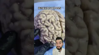 ASI SE VÊ UN CEREBRO ENVEJECIDO