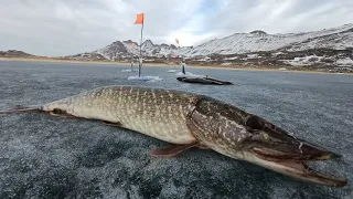 Щука, крупный окунь на жерлицы! Рыбалка в конце марта! Ловля живца/Подводные съёмки/Щука