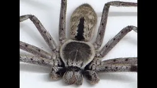 The BIG Huntsman Spider that lives in our Garage