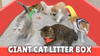 Giant Cat Litter Box Conquest Challenge