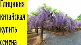 Глициния китайская купить семена