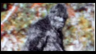 PATTERSON GIMLIN BIGFOOT NEW EVIDENCE !