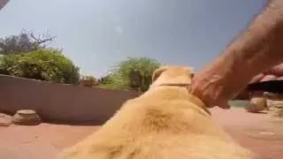 GoPro Dog - Take a ride on an excited labrador dog's back