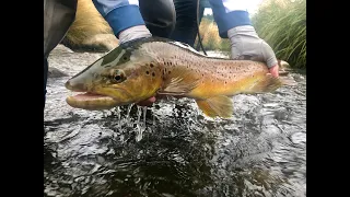 IFISH Lumsden Brown Trout