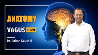 Vagus Nerve : Course and Distribution of Longest Nerve In The Body #neetpgpreparation