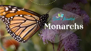 Monarchs | Arthropods | The Good and the Beautiful