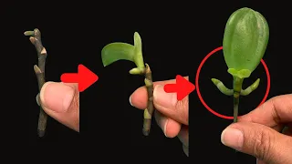 Tips to propagate orchids super fast thanks to aloe plants