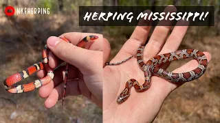 Scarlet Kingsnake and Corn Snake in Mississippi! Spring Snake Hunting in the South!