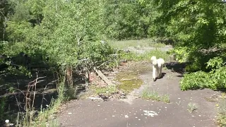 Abandoned Amusement Park, Rocky Glen Amusement Park as of June 2021