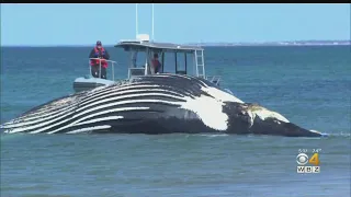 Humpback Whale Weighing 40 Tons Washes Up On Cape Cod Beach