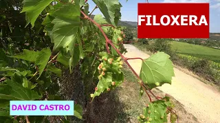 FILOXERA en 2021 RIOJA