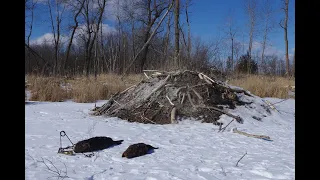 Underice Beaver and Otter Trapping 2022