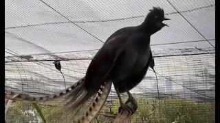 Lyrebird Surprises Zookeeper by Imitating Crying Baby