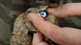 Scops owl Trunik at a reception at the vet @RedTabby Maria Markina. What's wrong with the eye?