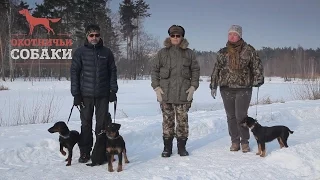 Охотничьи собаки. 14 серия. Немецкий ягдтерьер