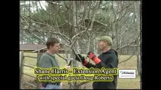 Pruning A Pear Tree