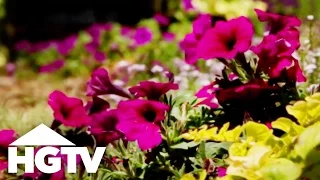 How to Plant Petunias | Gardening Tips | HGTV