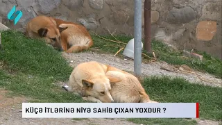 Kuche itlerine niye sahib chixan yoxdur? | Kanal S Xeber @Kanal-S