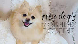 MY DOGS MORNING ROUTINE | How to take care of your Pomeranian ~ Hair & Eye stain