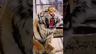 angry tiger vs angry liger #shorts