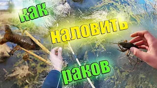 Как Наловить Много Раков Весной на Камыш. Ловля Раков на Камыш