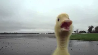 Cute duckling / Милый утенок