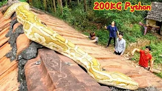 Girls Fights and Detect 200KG Pythons Come Down Jungle Attacks People House | Mike Vlogs