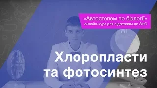 Хлоропласти та фотосинтез – Підготовка до ЗНО – Біологія