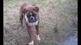 Boxer Hund spielt mit Ball