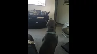 Dog loves petsmart new commercial