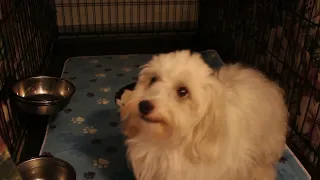 Coton de Tulear Puppies For Sale -= Hannah 8/31/23