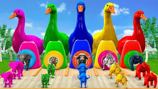 5 Giant Duck Cartoon Paint & Animals Gorilla, Tiger, Elephant, Cow Wild Animals Crossing Fountain