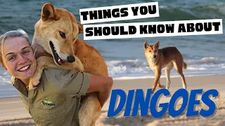 Dingo facts! What you should know about dingoes! The Wildlife Twins