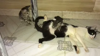 Mama cat's Reaction to her kitten, When kitten biting and playing her tail. #mothercat #kitten #meow