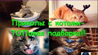 Приколы с котами ТОПовая подборка!!! PRIKOLY with cats, Top compilation!!!