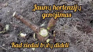 Jaunų šluotelinių hortenzijų genėjimas