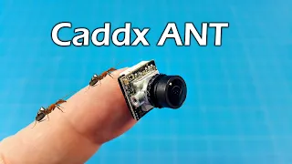 Caddx ANT // Budget Micro FPV Cam // 2.3grams