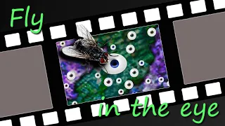 Fly in the eye - Short Animation - Free software only