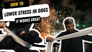 Help Your Dog Lower  Stress  From The Fireworks | New Year