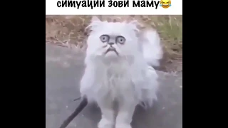 Мам тут странный кот