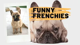 Funny French Bulldog Compilation 2022 | Cute Frenchies | Adorable Puppies and Dogs