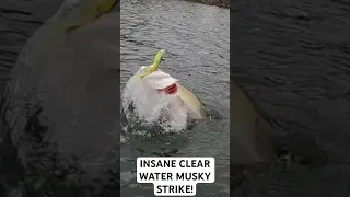 INSANE CLEAR WATER MUSKY STRIKE #shorts #viral #muskyfishing #fishing #musky #fish #bigfish