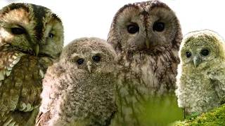 Wild Tawny Owl Family Welcome 4 Foster Chicks | Luna & Bomber | Robert E Fuller