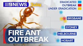 Increasing concern over new fire ant outbreak in Queensland | 9 News Australia