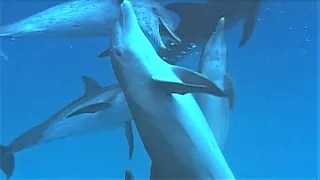 Bully Bottlenose Dolphins | Wild Caribbean | BBC Earth
