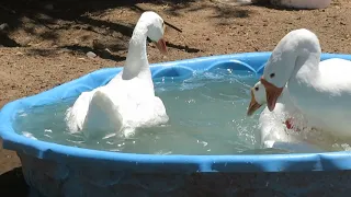 White Chinese geese mating