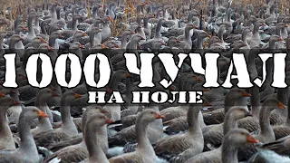 Охота на гуся/Тысяча чучел/ Реакция гусей