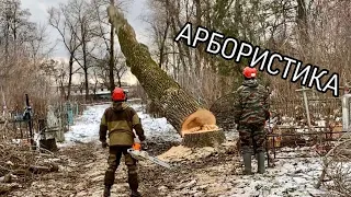 Как спилить дерево не сломав ничего